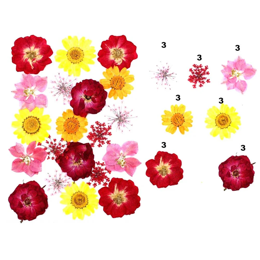 21 in 1 Pressed Dry Flowers