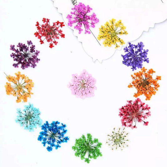 24 in 1 Multy Pressed Dry Flower