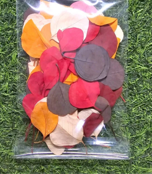 Multicolor Dried Flowers Leaf
