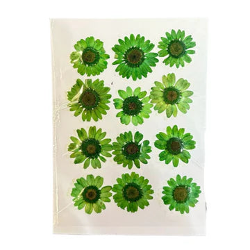 daisy flowers