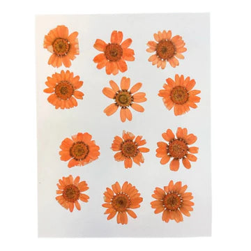 daisy flowers
