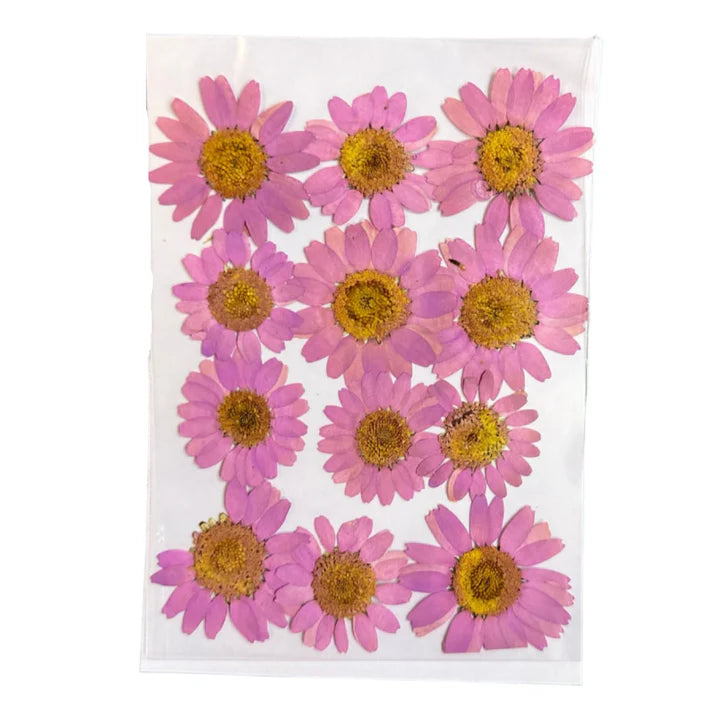 daisy flowers
