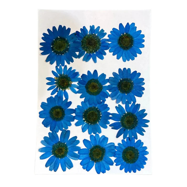 daisy flowers