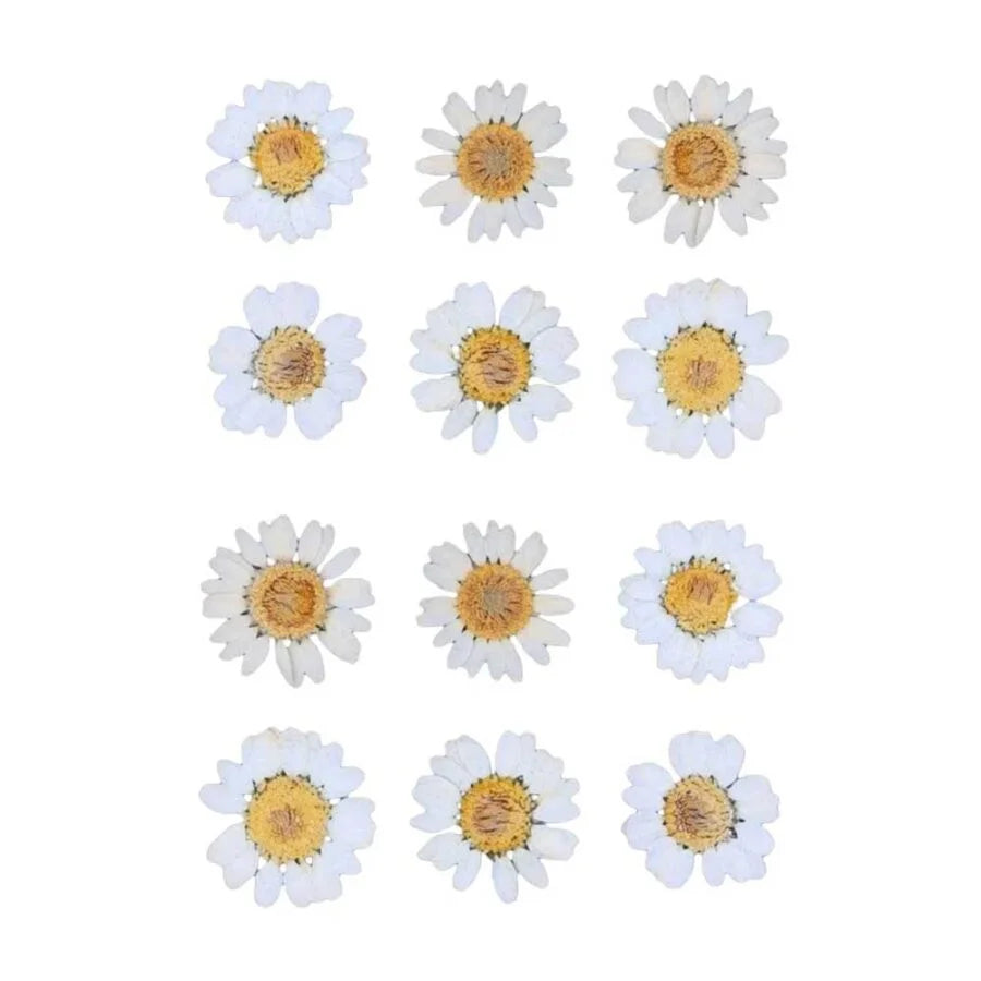 daisy flowers