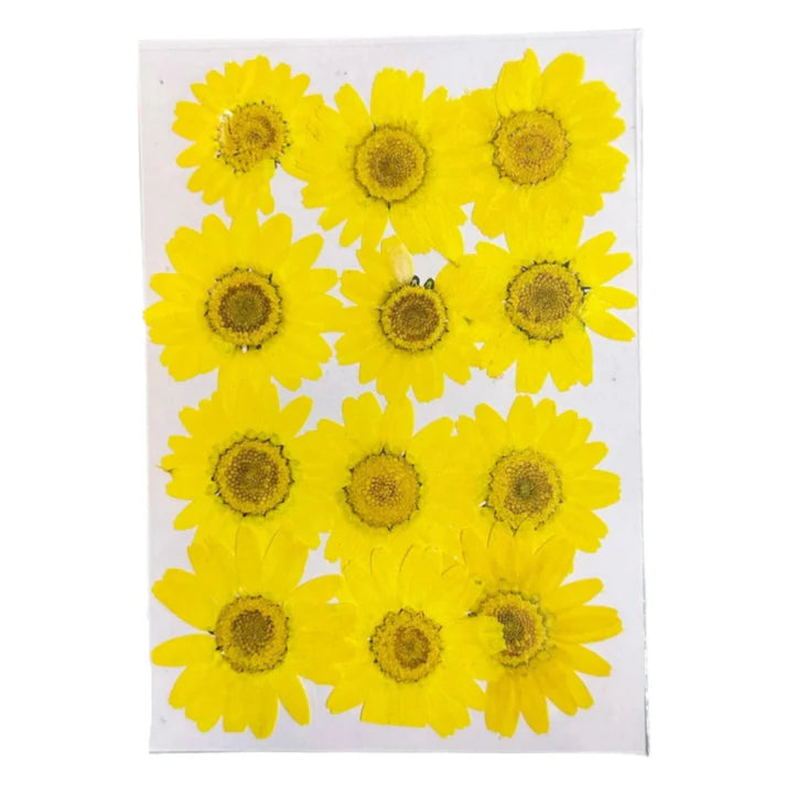 daisy flowers