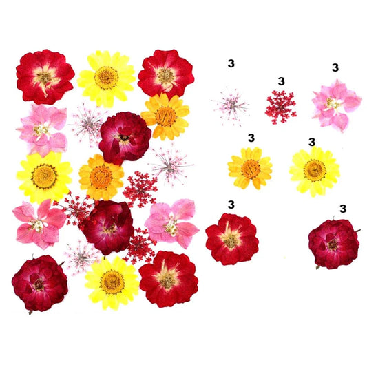 21 in 1 Pressed Dry Flowers
