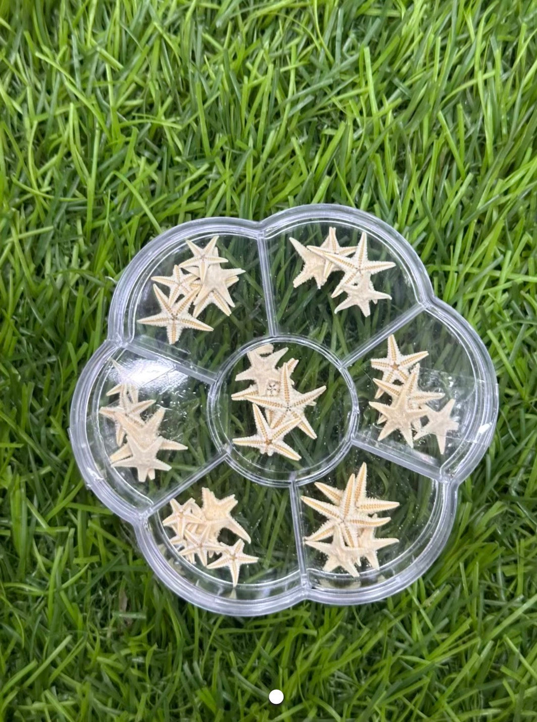 Mix pack of star fish