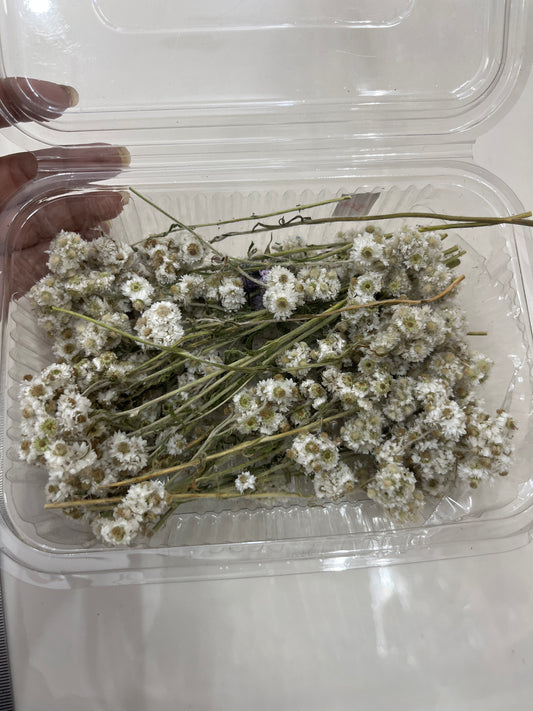 Himalayan white Daisy Dried Flower Box