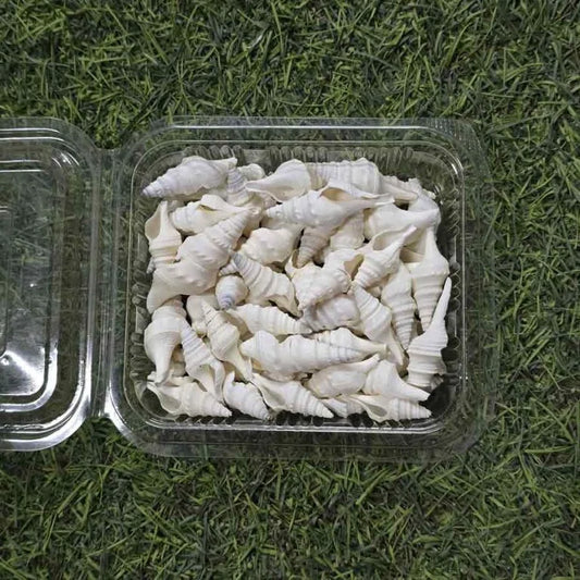 Sea Shells for Resin Art