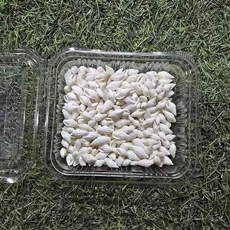 Sea Shells for Resin Art