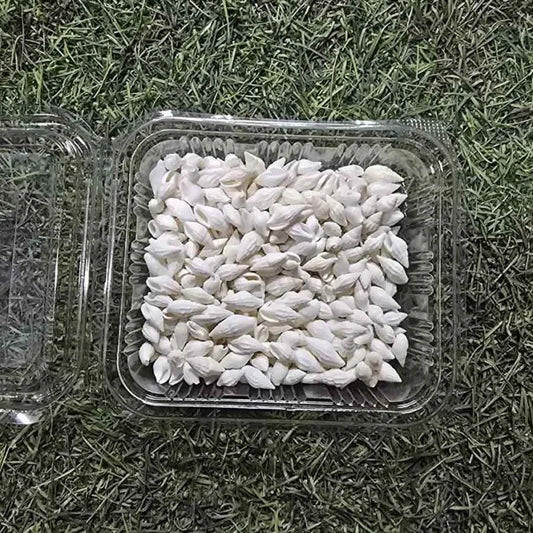 Sea Shells for Resin Art