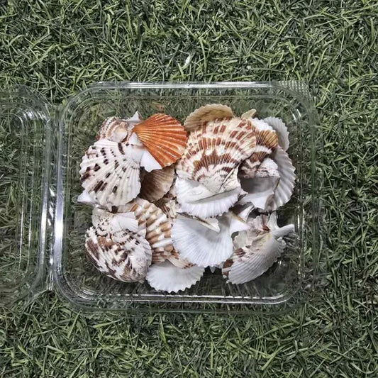 Sea Shells for Resin Art