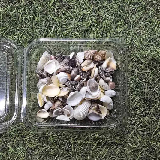 Sea Shells for Resin Art (08)