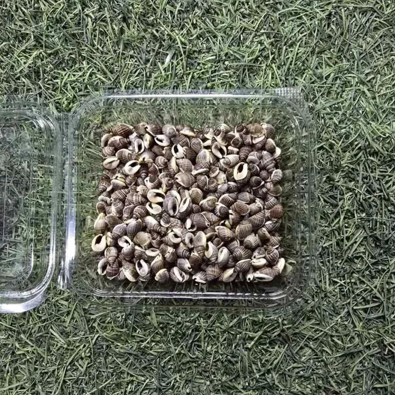 Sea Shells for Resin Art