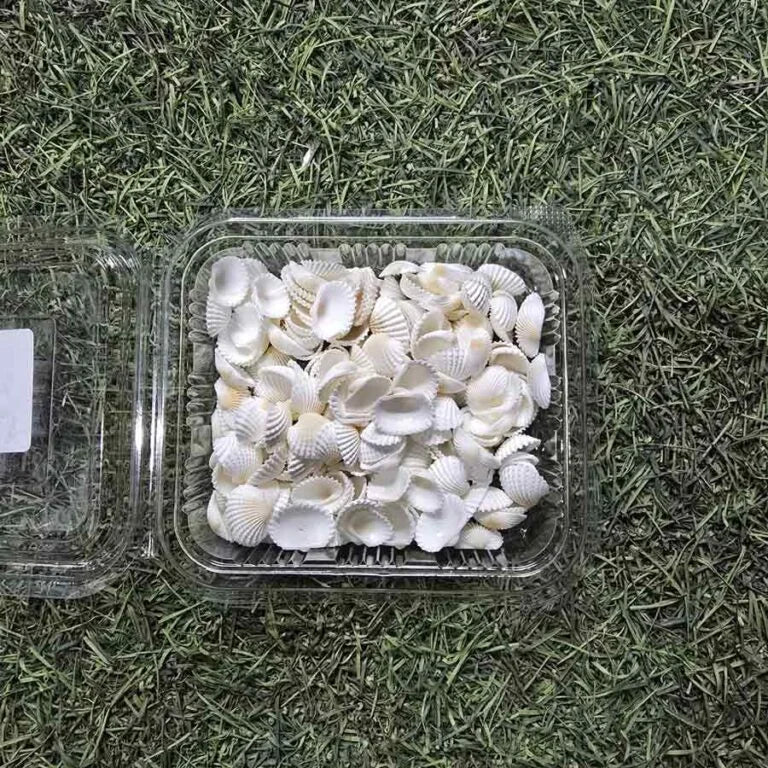 Sea Shells for Resin Art (10)