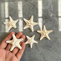 Star fish