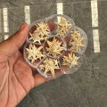 Star fish box
