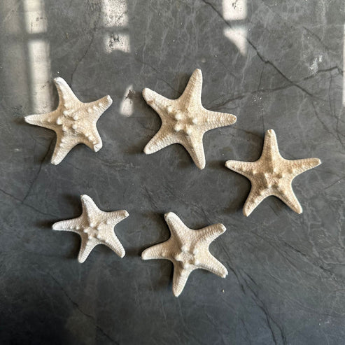 Star fish
