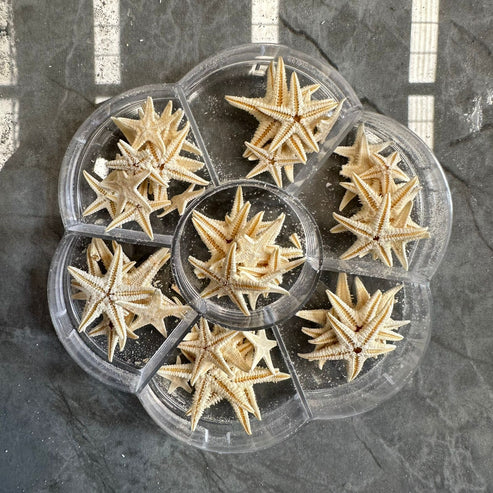 Star fish box
