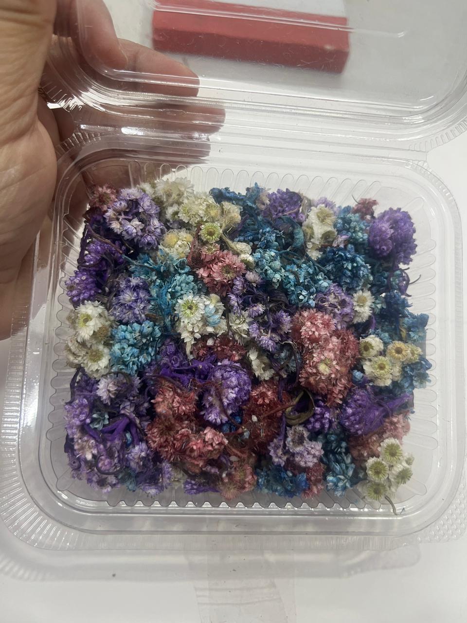 Himalayan Daisy Dried Flower Box