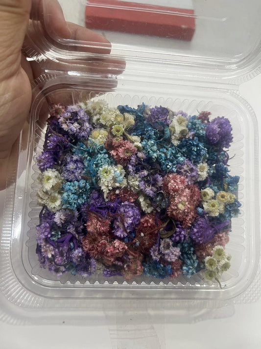Himalayan Daisy Dried Flower Box