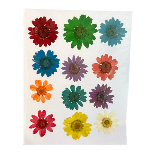 Daisy flower pack 12 IN 1 multy