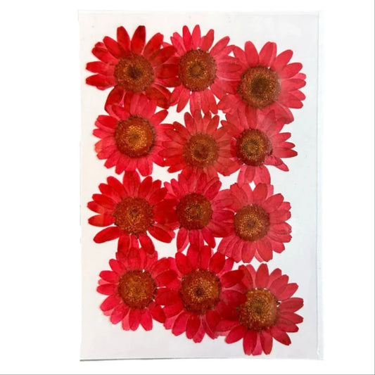 daisy flowers