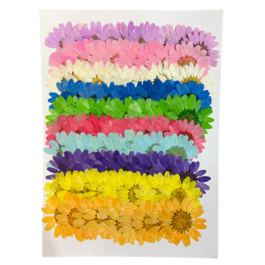 Daisy flower pack B14
